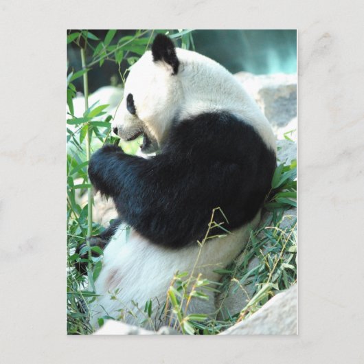 Lin Hui Briefkaart (Voorkant)