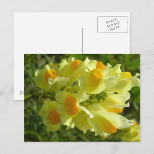 Linaire vulgaire briefkaart (Voorkant / Achterkant)