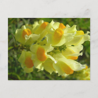 Linaire vulgaire briefkaart