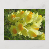 Linaire vulgaire briefkaart (Voorkant)