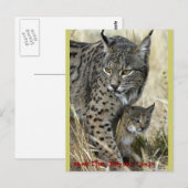Lince Ibérico - Iberian Lynx Briefkaart (Voorkant / Achterkant)
