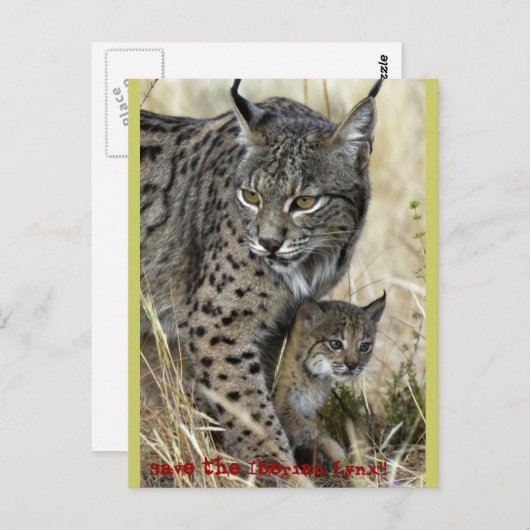 Lince Ibérico - Iberian Lynx Briefkaart (Voorkant / Achterkant)