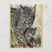 Lince Ibérico - Iberian Lynx Briefkaart (Voorkant)