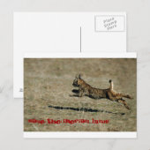 LINCE IBÉRICO, Red de Iberische Lynx! Briefkaart (Voorkant / Achterkant)