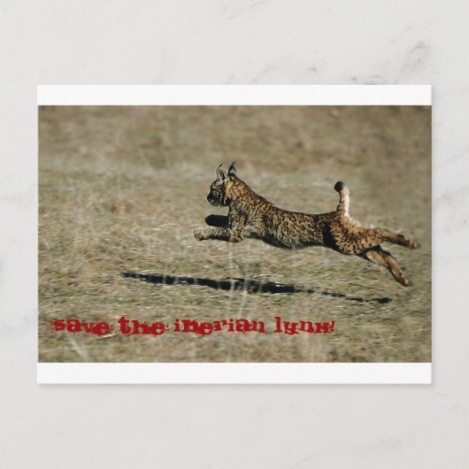 LINCE IBÉRICO, Red de Iberische Lynx! Briefkaart (Voorkant)