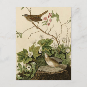 Lincoln Finch Briefkaart