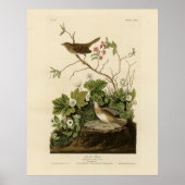 Lincoln Finch (Sparrow) Audubon's Birds of America Poster (Voorkant)