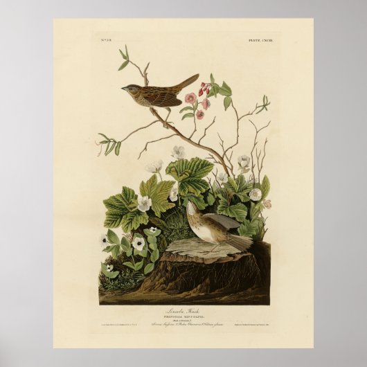 Lincoln Finch (Sparrow) Audubon's Birds of America Poster (Voorkant)