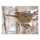 Lincoln's Sparrow on Tansy Foto Afdruk (Voorkant)
