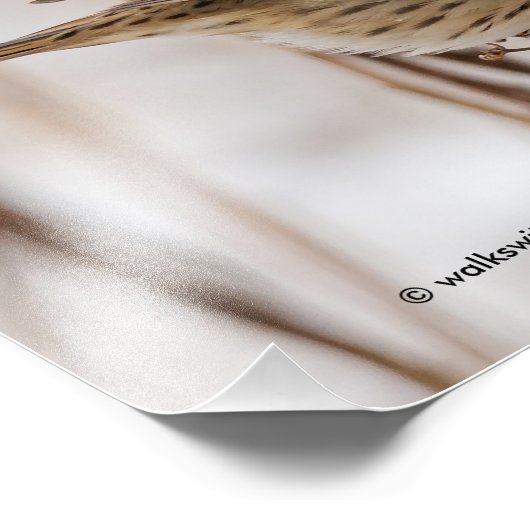 Lincoln's Sparrow on Tansy Foto Afdruk (Hoek)