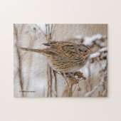 Lincoln's Sparrow on Tansy Legpuzzel (Horizontaal)