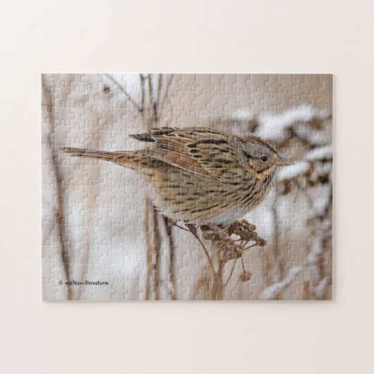 Lincoln's Sparrow on Tansy Legpuzzel (Horizontaal)