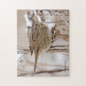 Lincoln's Sparrow on Tansy Legpuzzel (Verticaal)