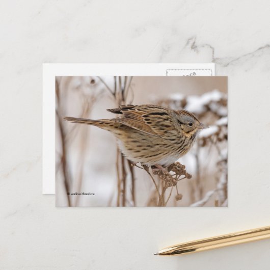 Lincoln's Sparrow Songbird op Tansy Briefkaart (Voorkant / Achterkant in situ)