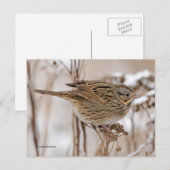 Lincoln's Sparrow Songbird op Tansy Briefkaart (Voorkant / Achterkant)