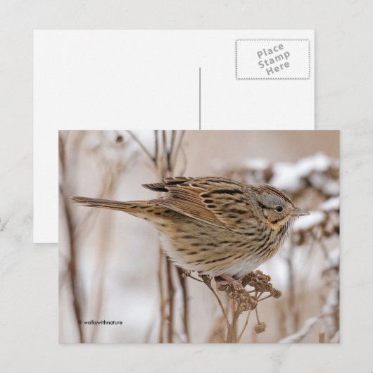 Lincoln's Sparrow Songbird op Tansy Briefkaart (Voorkant / Achterkant)