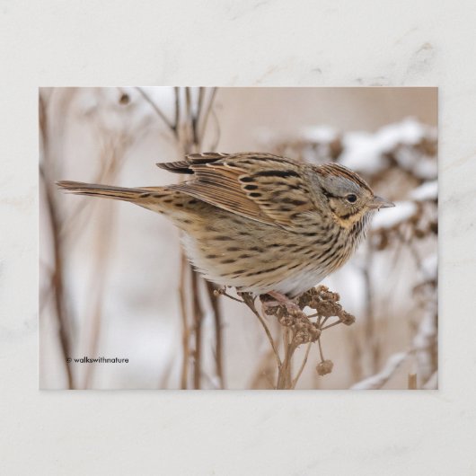 Lincoln's Sparrow Songbird op Tansy Briefkaart (Voorkant)