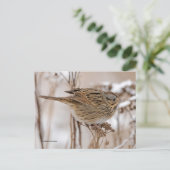 Lincoln's Sparrow Songbird op Tansy Briefkaart (Staand voorkant)