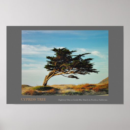 Linda Mar Cypress Poster (Voorkant)