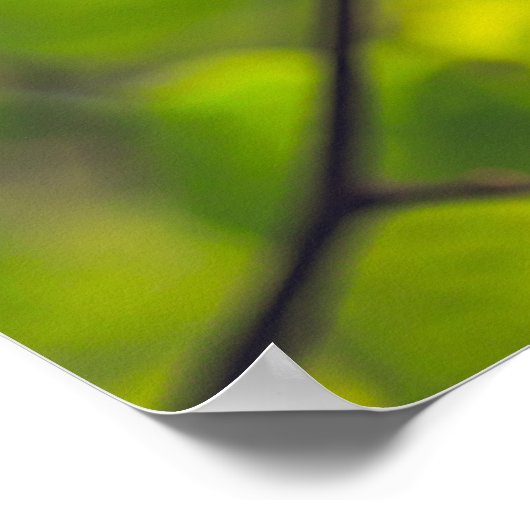 Linden Leaves Poster (Hoek)