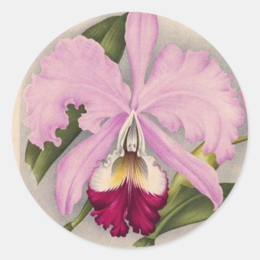 "Linden Orchid", 1897 Botanisch Ronde Sticker (Voorkant)