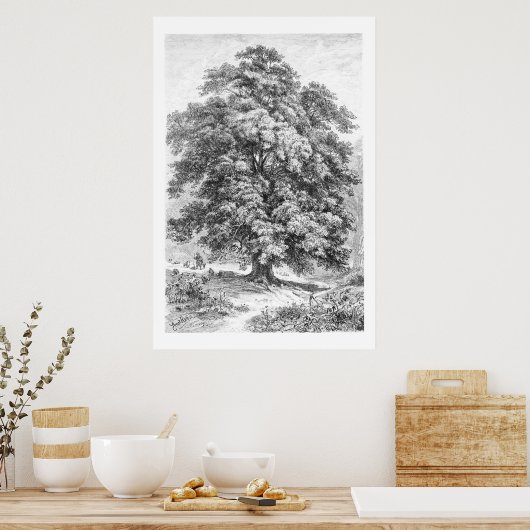 Linden Tree Black en White Antiek Print (Keuken)
