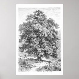 Linden Tree Black en White Antiek Print