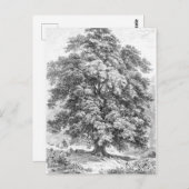 Linden Tree Black en White Antiek Print Briefkaart (Voorkant / Achterkant)
