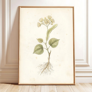 Lindenbloesem Vintage Botanische Kunstprint Poster