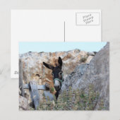 Lindos Donkey Briefkaart (Voorkant / Achterkant)
