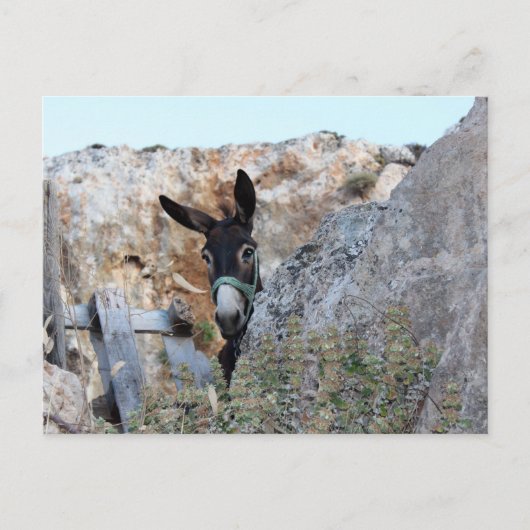 Lindos Donkey Briefkaart (Voorkant)