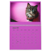 Lindsay's Foster Kitten Calendar uit 2017 Kalender (Jan 2027)