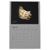 Lindsay's Foster Kitten Calendar uit 2017 Kalender (Mar 2027)