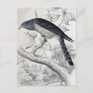 Lineaire  vogelillustratie Cuckoo Briefkaart