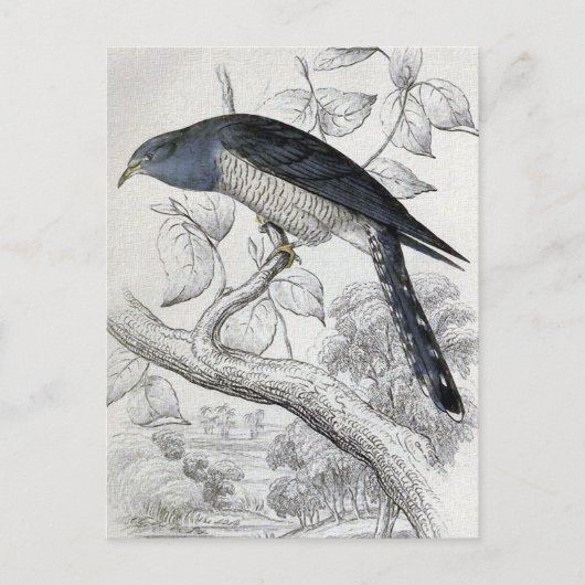 Lineaire  vogelillustratie Cuckoo Briefkaart (Voorkant)