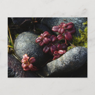 Lingonberry Leaves - Autumn Colors, Unalaska Islan Briefkaart