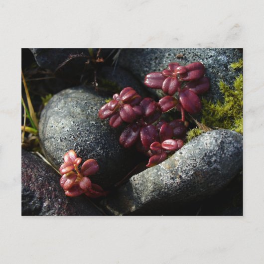 Lingonberry Leaves - Autumn Colors, Unalaska Islan Briefkaart (Voorkant)