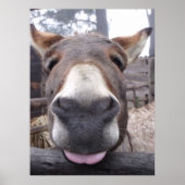 Linha Animal - Arre burriquito Poster (Voorkant)