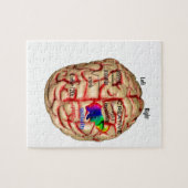 Linker- en rechterkant van het brein legpuzzel (Horizontaal)