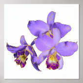 Linker Paars Orchid Group Print Poster (Voorkant)
