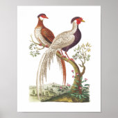 Linnaeus Birds - Chinese fazanten Poster (Voorkant)
