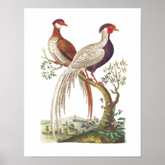 Linnaeus Birds - Chinese fazanten Poster