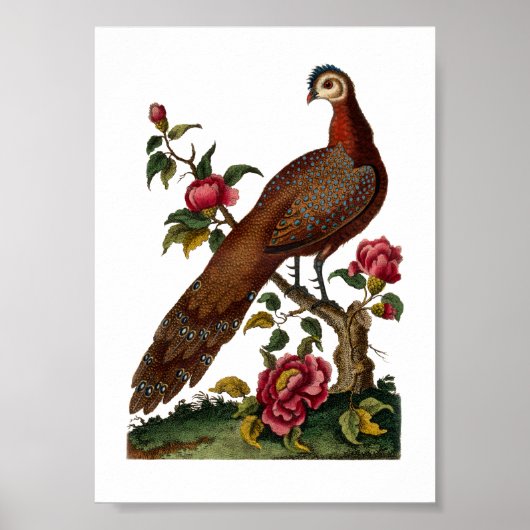 Linnaeus Birds - Chinese Peacock Pheasant Poster (Voorkant)