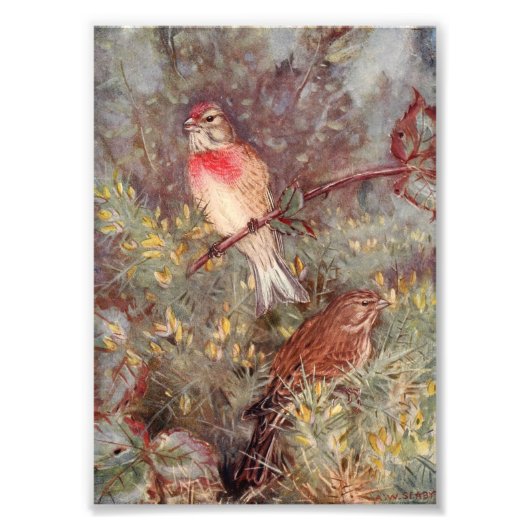 Linnent Birds  Illustratie Foto Afdruk (Voorkant)