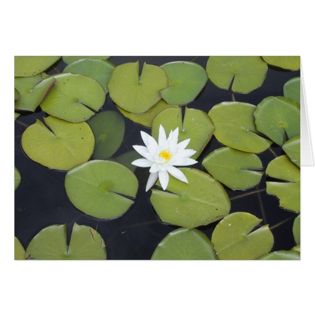 lintje (Voorkant Horizontaal)