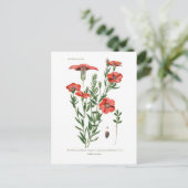 Linumgrandiflorum Briefkaart (Staand voorkant)