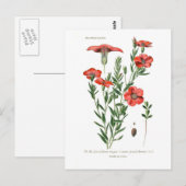 Linumgrandiflorum Briefkaart (Voorkant / Achterkant)