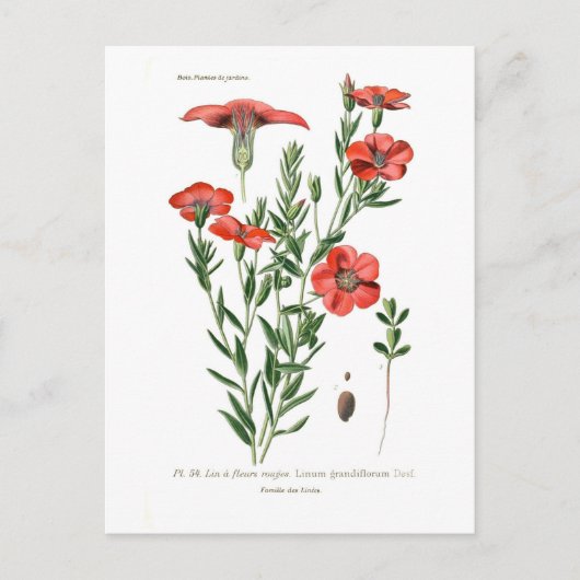 Linumgrandiflorum Briefkaart (Voorkant)