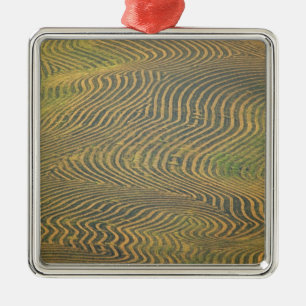 Linzen erwten in zwaden en wachten op de oogst in metalen ornament