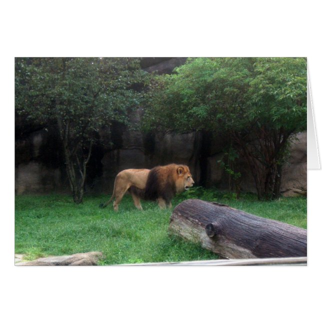 Lion (Voorkant Horizontaal)